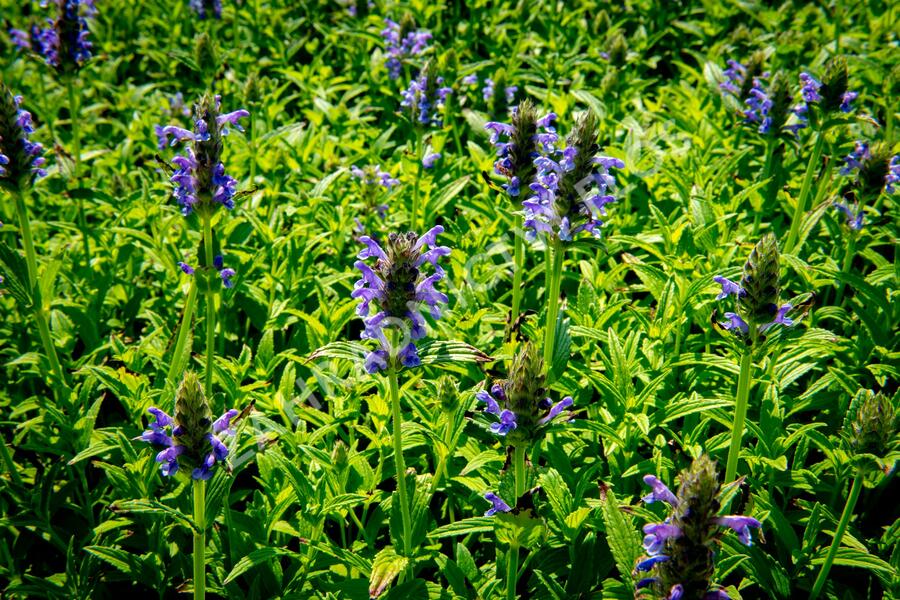 Šanta žilnatá 'Blue Carpet' - Nepeta nervosa 'Blue Carpet'