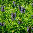 Šanta 'Blue Carpet' - Nepeta nervosa 'Blue Carpet'