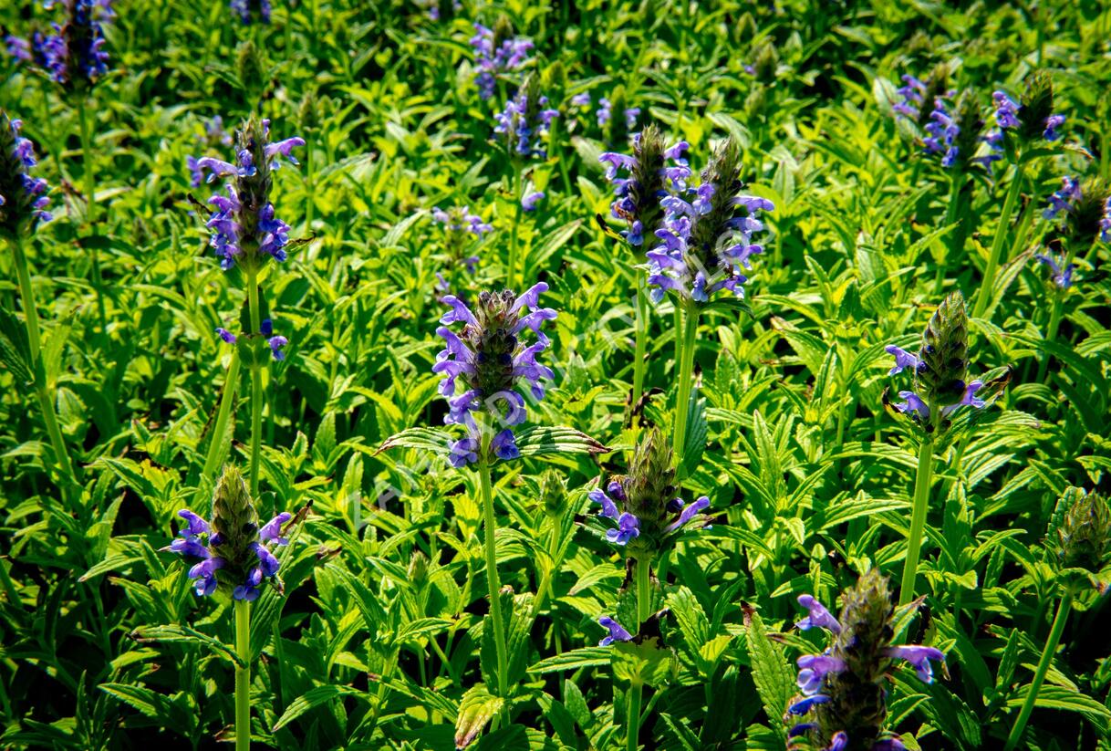 Šanta žilnatá 'Blue Carpet' - Nepeta nervosa 'Blue Carpet'