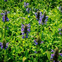 Šanta žilnatá 'Blue Carpet' - Nepeta nervosa 'Blue Carpet'