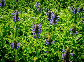 Šanta žilnatá 'Blue Carpet' - Nepeta nervosa 'Blue Carpet'