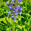 Šanta 'Blue Carpet' - Nepeta nervosa 'Blue Carpet'