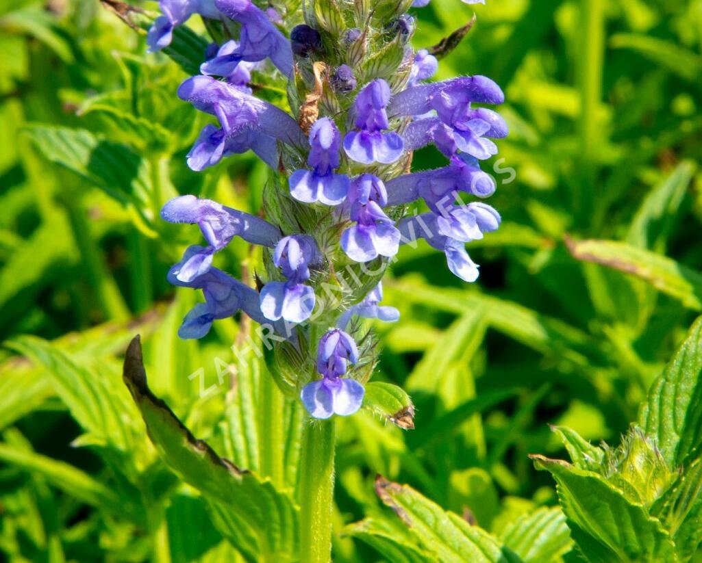 Šanta žilnatá 'Blue Carpet' - Nepeta nervosa 'Blue Carpet'