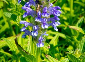 Šanta žilnatá 'Blue Carpet' - Nepeta nervosa 'Blue Carpet'