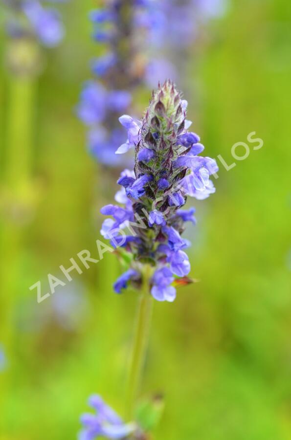 Šanta žilnatá 'Blue Carpet' - Nepeta nervosa 'Blue Carpet'