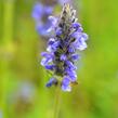 Šanta 'Blue Carpet' - Nepeta nervosa 'Blue Carpet'