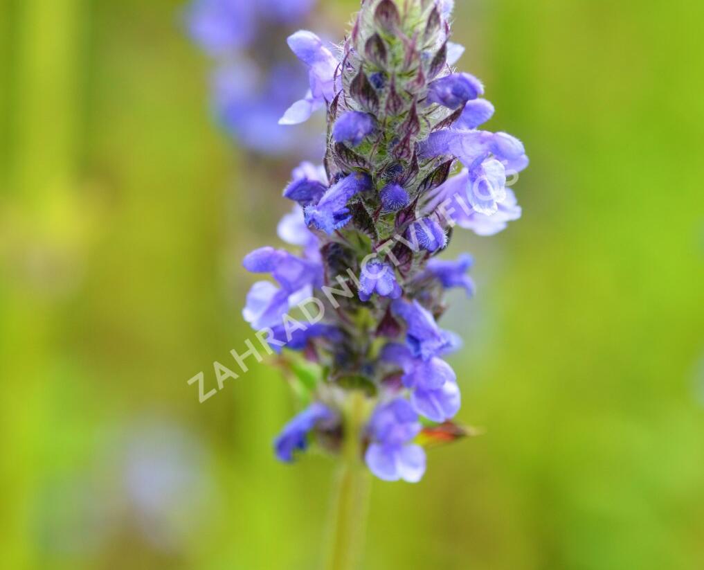 Šanta žilnatá 'Blue Carpet' - Nepeta nervosa 'Blue Carpet'