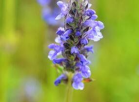 Šanta žilnatá 'Blue Carpet' - Nepeta nervosa 'Blue Carpet'