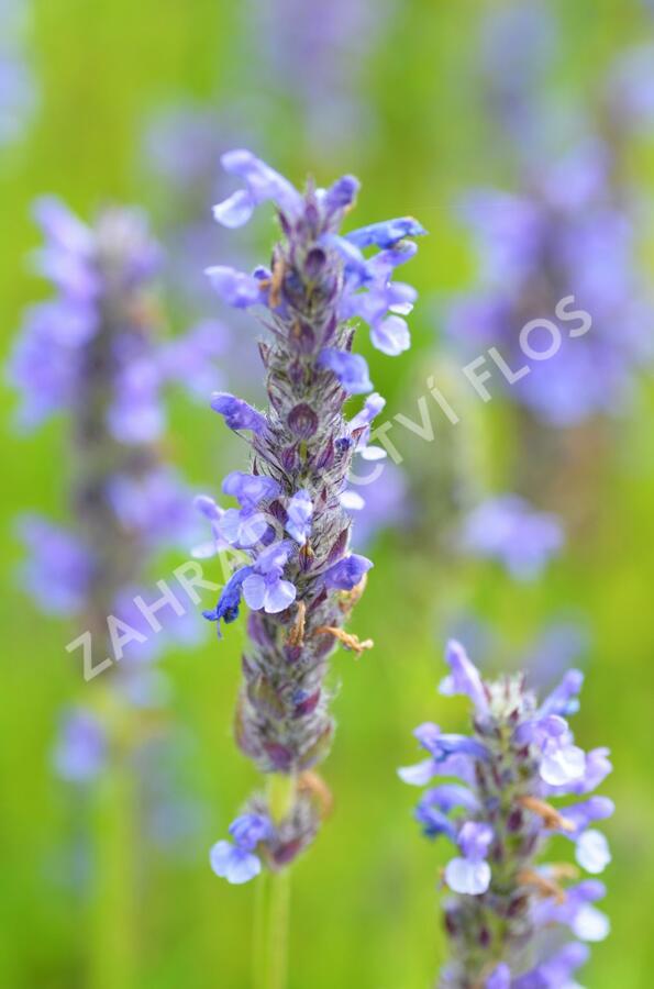 Šanta žilnatá 'Blue Carpet' - Nepeta nervosa 'Blue Carpet'