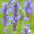 Šanta 'Blue Carpet' - Nepeta nervosa 'Blue Carpet'