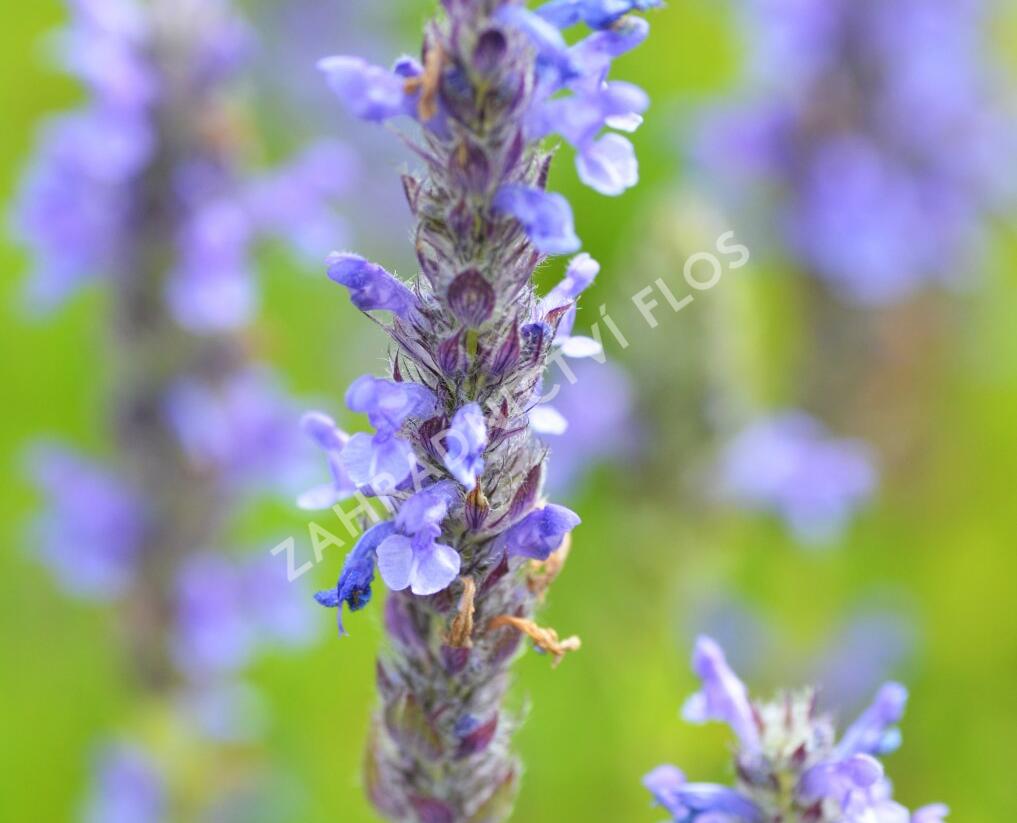Šanta žilnatá 'Blue Carpet' - Nepeta nervosa 'Blue Carpet'