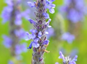 Šanta žilnatá 'Blue Carpet' - Nepeta nervosa 'Blue Carpet'