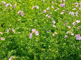 Sléz pižmový - Malva moschata