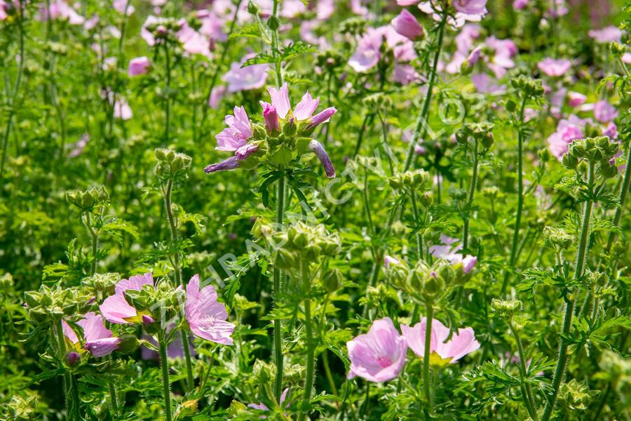 Sléz pižmový - Malva moschata