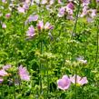 Sléz pižmový - Malva moschata