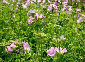 Sléz pižmový - Malva moschata