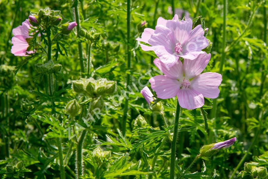 Sléz pižmový - Malva moschata