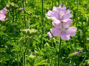 Sléz pižmový - Malva moschata
