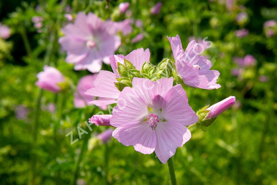 Sléz pižmový - Malva moschata