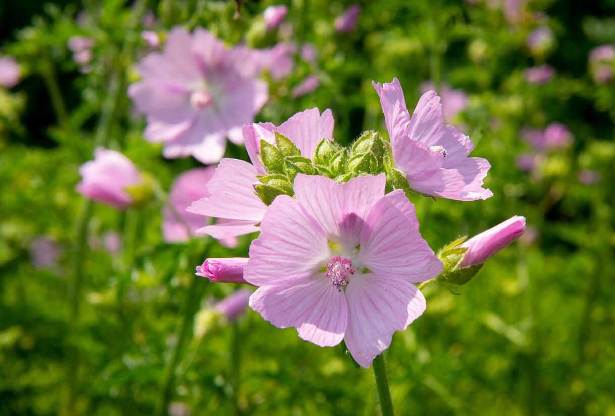 Sléz pižmový - Malva moschata