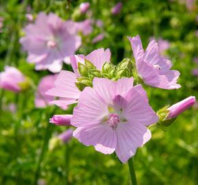 Sléz pižmový - Malva moschata