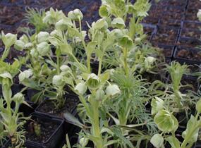 Čemeřice smrdutá - Helleborus foetidus