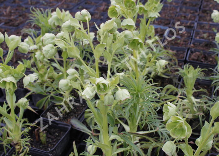 Čemeřice smrdutá - Helleborus foetidus