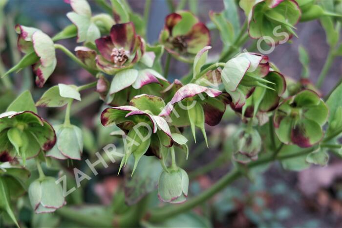 Čemeřice smrdutá - Helleborus foetidus