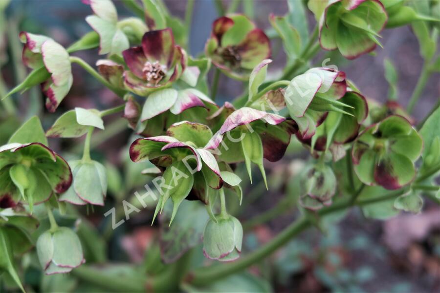 Čemeřice smrdutá - Helleborus foetidus