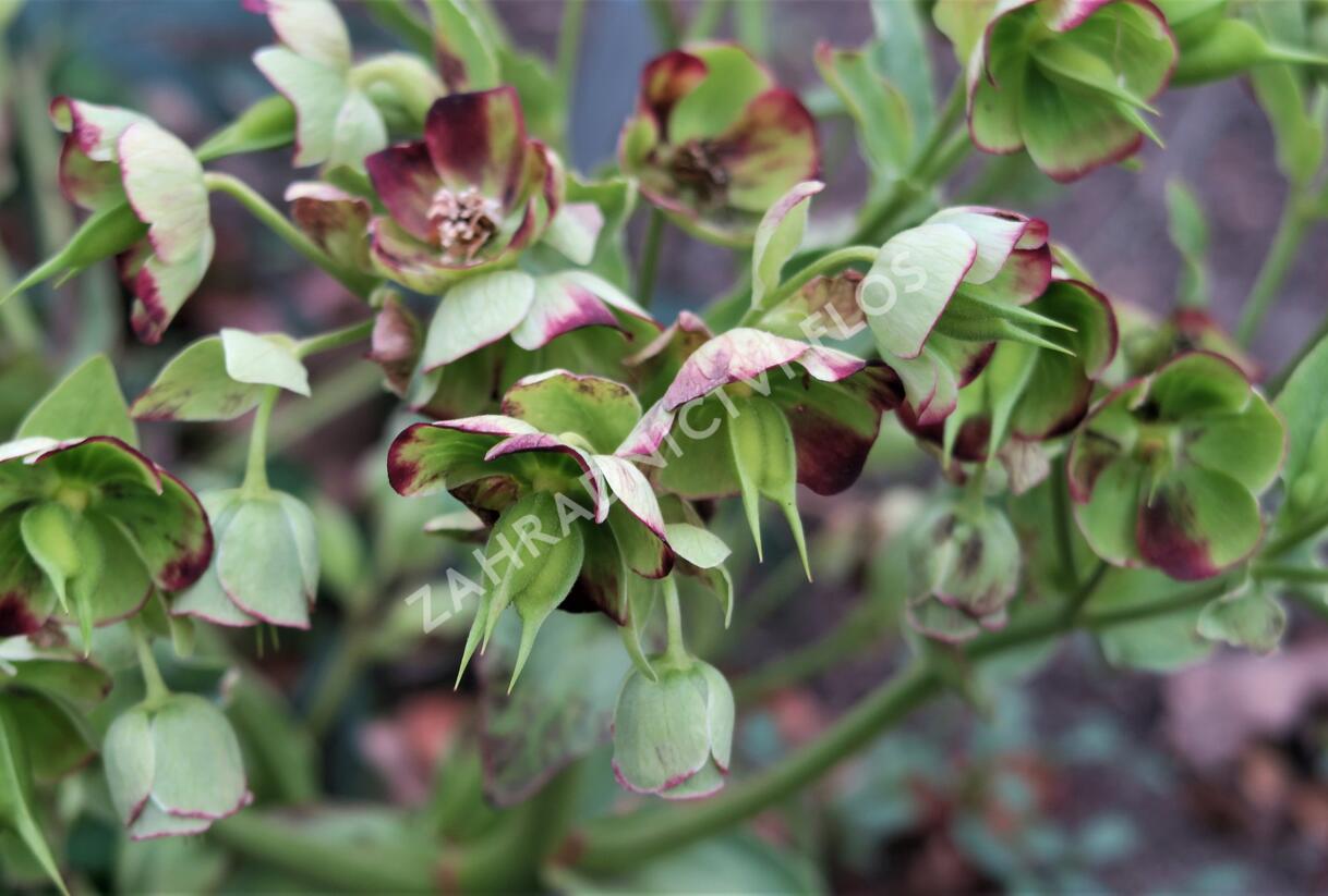 Čemeřice smrdutá - Helleborus foetidus