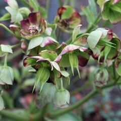Čemeřice smrdutá - Helleborus foetidus