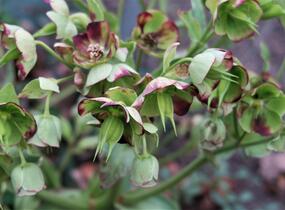 Čemeřice smrdutá - Helleborus foetidus