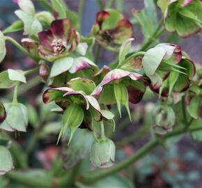 Čemeřice smrdutá - Helleborus foetidus