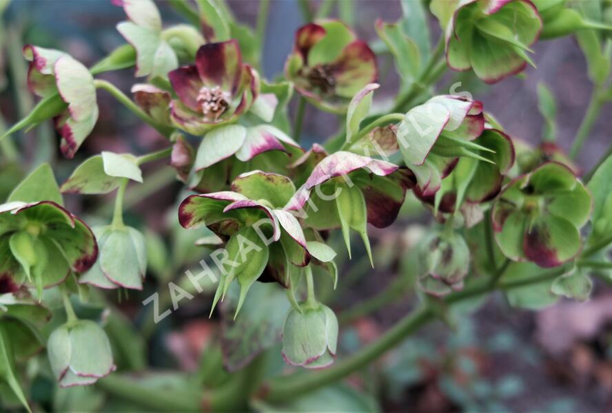 Čemeřice smrdutá - Helleborus foetidus