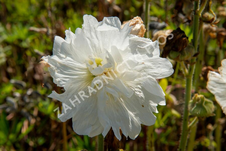 Topolovka růžová 'Spring Celebrities White' - Alcea rosea 'Spring Celebrities White'