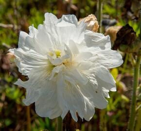 Topolovka růžová 'Spring Celebrities White' - Alcea rosea 'Spring Celebrities White'