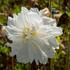 topolovka-ruzova-spring-celebrities-white.jpg