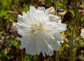 Topolovka růžová 'Spring Celebrities White' - Alcea rosea 'Spring Celebrities White'