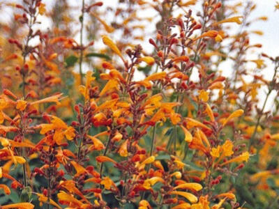 Agastache 'Agadir Orange' - Agastache aurantiaca 'Agadir Orange'