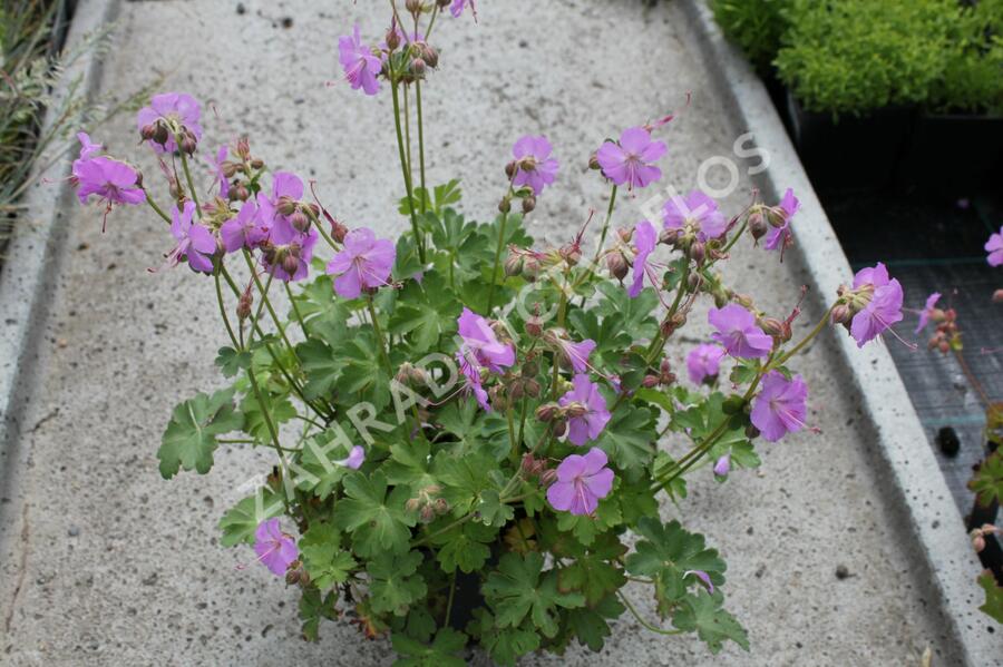 Kakost 'Karmina' - Geranium x cantabrigiense 'Karmina'