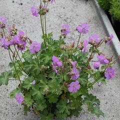 Kakost 'Karmina' - Geranium x cantabrigiense 'Karmina'