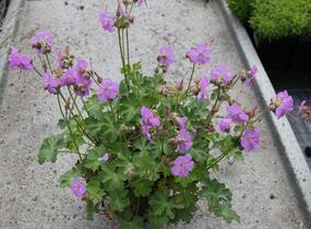 Kakost 'Karmina' - Geranium x cantabrigiense 'Karmina'