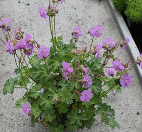 Kakost 'Karmina' - Geranium x cantabrigiense 'Karmina'