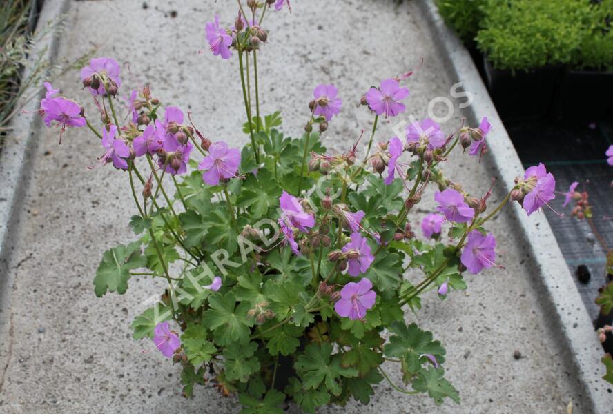 Kakost 'Karmina' - Geranium x cantabrigiense 'Karmina'