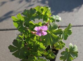 Kakost 'Karmina' - Geranium x cantabrigiense 'Karmina'