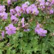 Kakost 'Karmina' - Geranium x cantabrigiense 'Karmina'