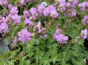 Kakost 'Karmina' - Geranium x cantabrigiense 'Karmina'