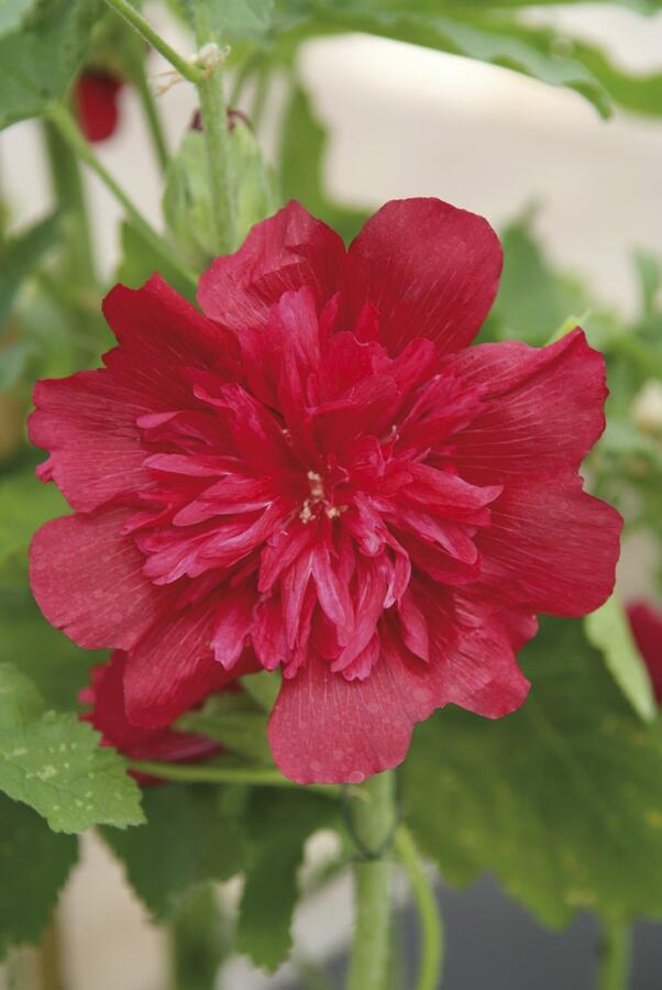 Topolovka růžová 'Spring Celebrities Rose' - Alcea rosea 'Spring Celebrities Rose'