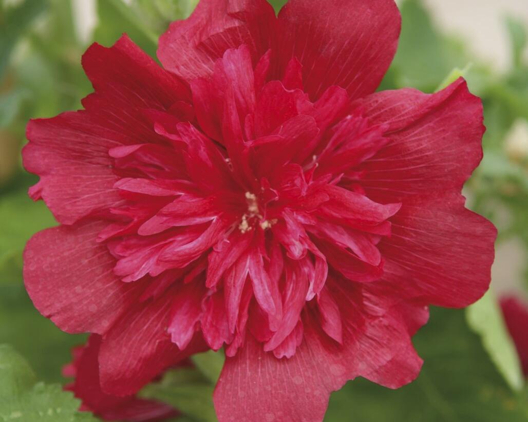 Topolovka růžová 'Spring Celebrities Rose' - Alcea rosea 'Spring Celebrities Rose'
