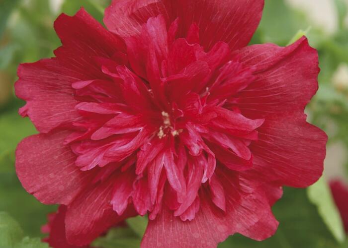 Topolovka růžová 'Spring Celebrities Rose' - Alcea rosea 'Spring Celebrities Rose'